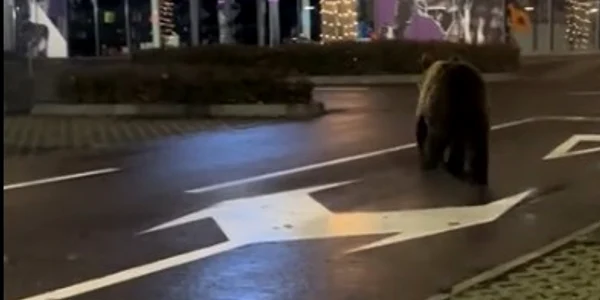 urs in parcarea unui mall din Brasov foto captura video tiktok /@kingjulian1507  jpg