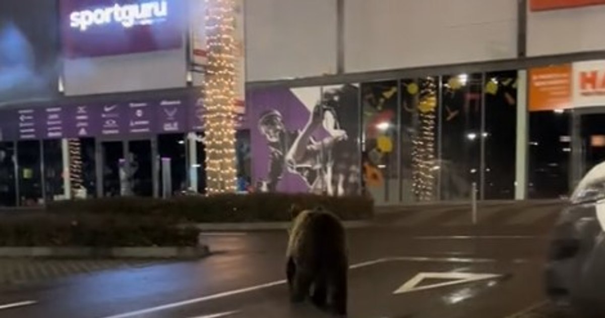 Urs filmat alergând prin parcarea unui mall din Brașov, imaginile au devenit virale!