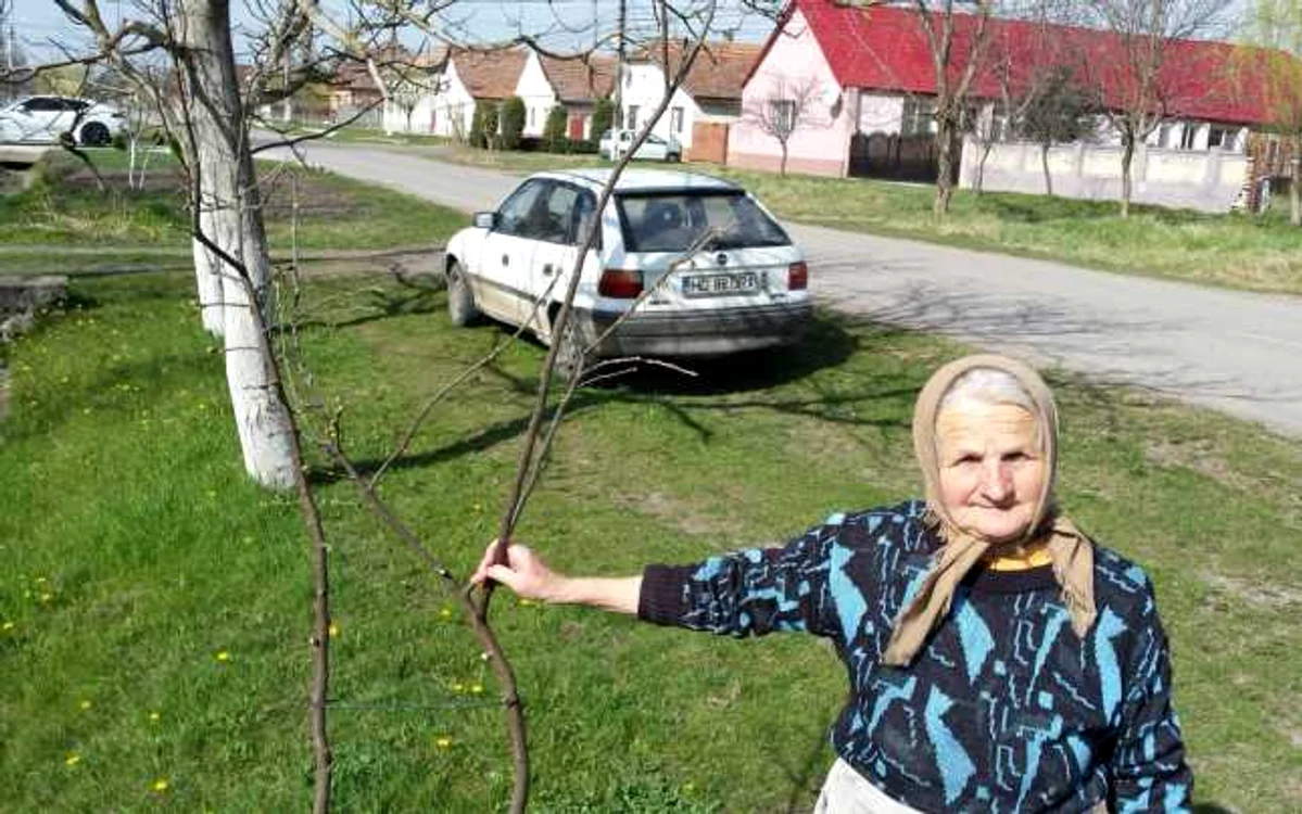 Pomi Fructiferi Becicherecu Mic