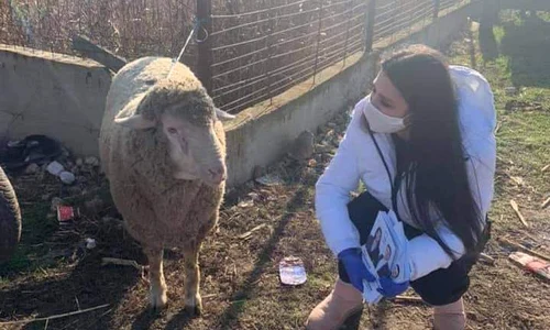 Elena Băsescu a ținut să bage și oaia în seamă jpeg
