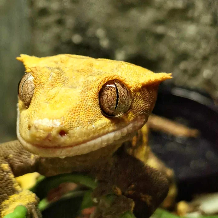 Animalele lui Mark Benedek FOTO arhivă personală