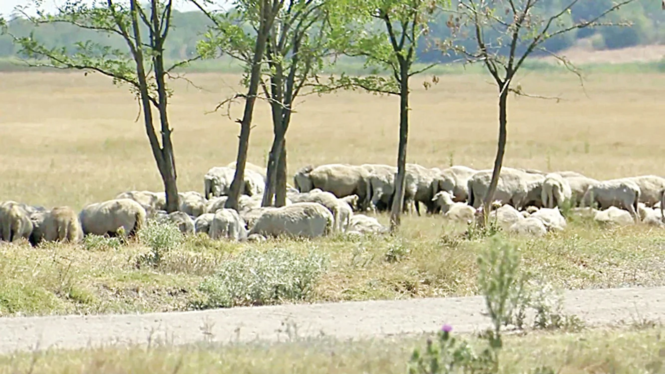 Oile din Bărăganul Buzăului caută zadarnic petice de iarbă în păşunile îngălbenite