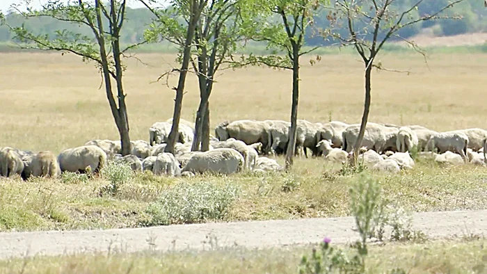 Oile din Bărăganul Buzăului caută zadarnic petice de iarbă în păşunile îngălbenite