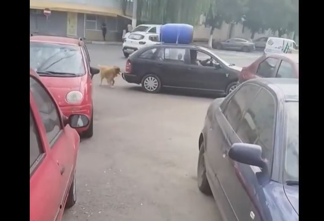 Un șofer din Năvodari a legat un câine de mașină.