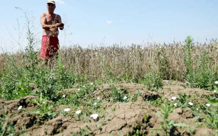 Temperaturile înalte au dus la uscarea stratului superior al solului. FOTO Arhivă Adevărul