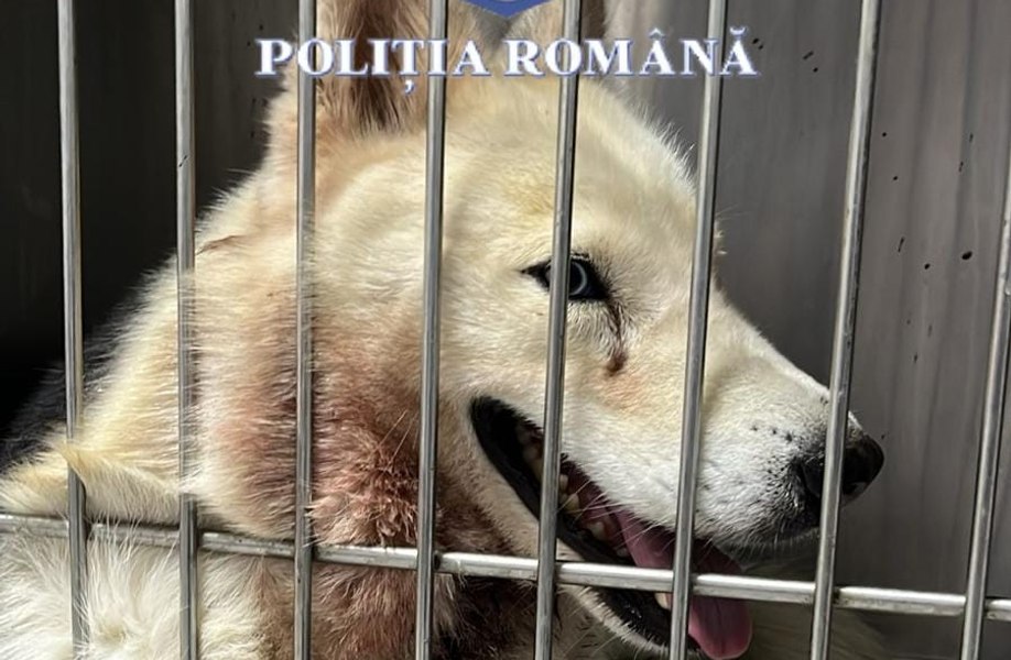 Bărbatul care a înjunghiat un câine este cercetat penal 