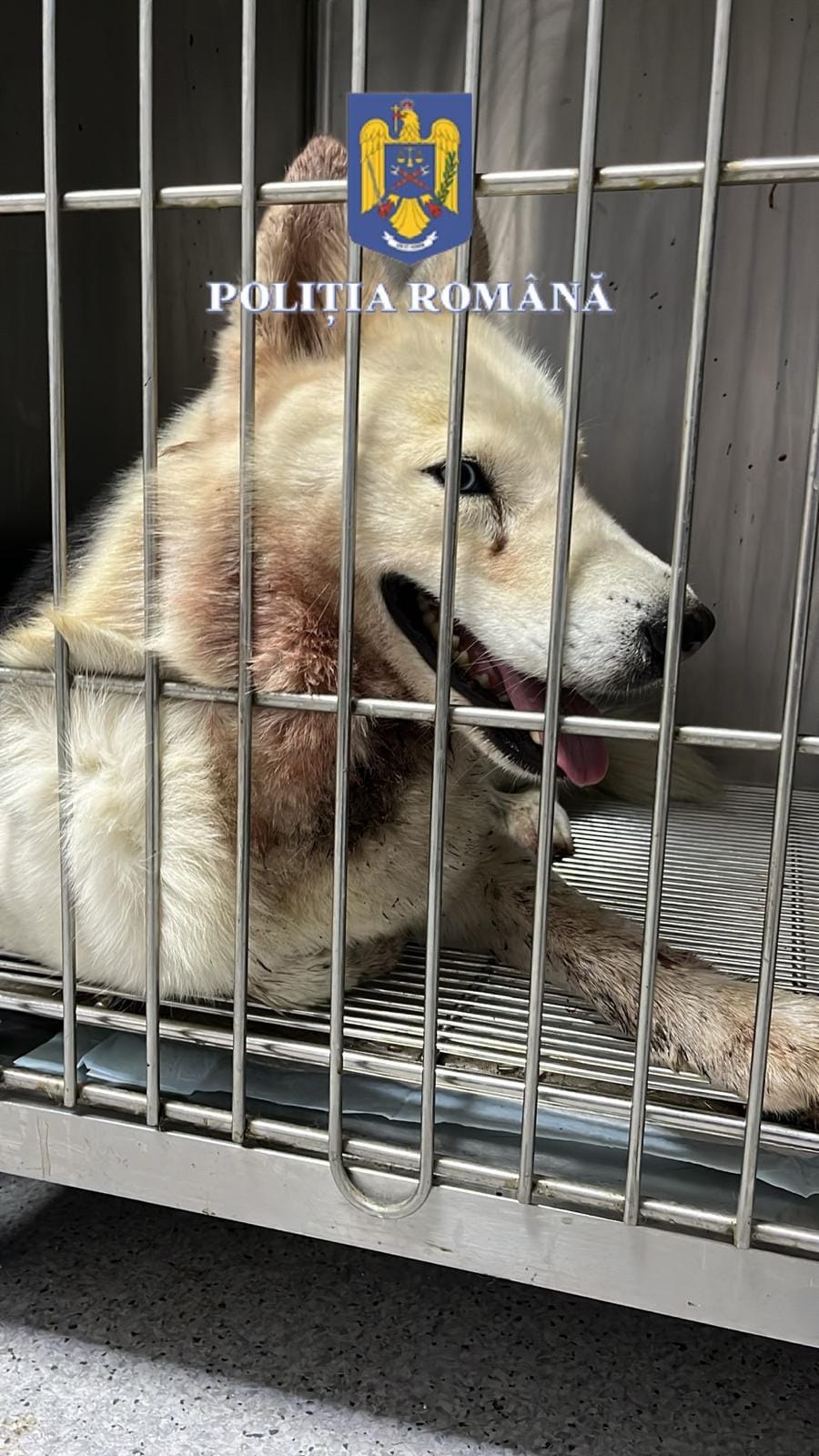 Un om a înjunghiat un câine și este acum anchetat penal.