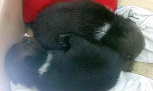 Februarie: Când au fost găsiţi, ursuleţii aveau o lună şi nu cântăreau mai mult de 2 kg fiecare jpeg