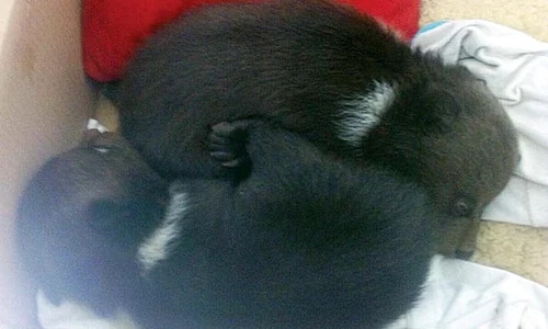 Februarie: Când au fost găsiţi, ursuleţii aveau o lună şi nu cântăreau mai mult de 2 kg fiecare jpeg