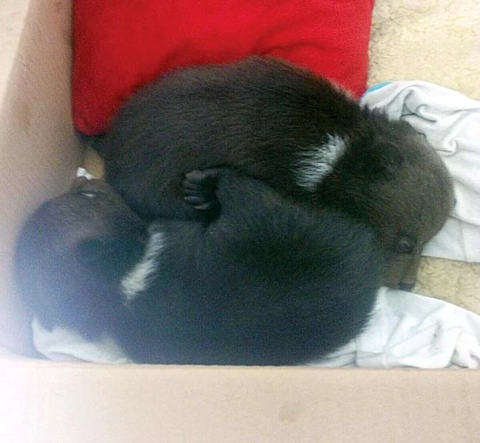 Februarie: Când au fost găsiţi, ursuleţii aveau o lună şi nu cântăreau mai mult de 2 kg fiecare