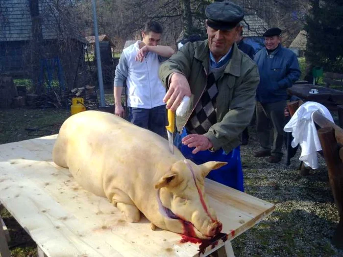 Porcul a fost tăiat conform tradiţiei şi obiceiurilor din Mărginime