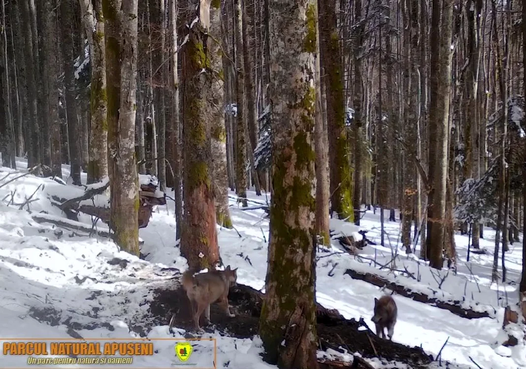 Lupi lângă un cadavru de căprioară într-o pădure din Apuseni FOTO captură video Youtube