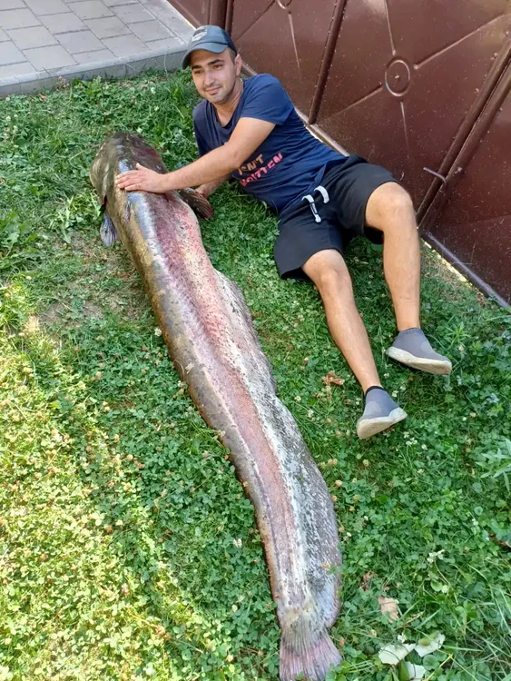 Somnul capturat de sibian măsoară doi metri. FOTO Dan S. / Mesagerul de Sibiu