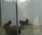 gradina zoo resita