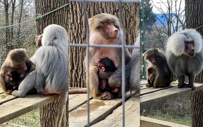 babuini la zoo hunedoara foto primaria hunedoara