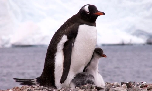 curiozităţi despre pinguini jpeg