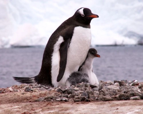 curiozităţi despre pinguini jpeg