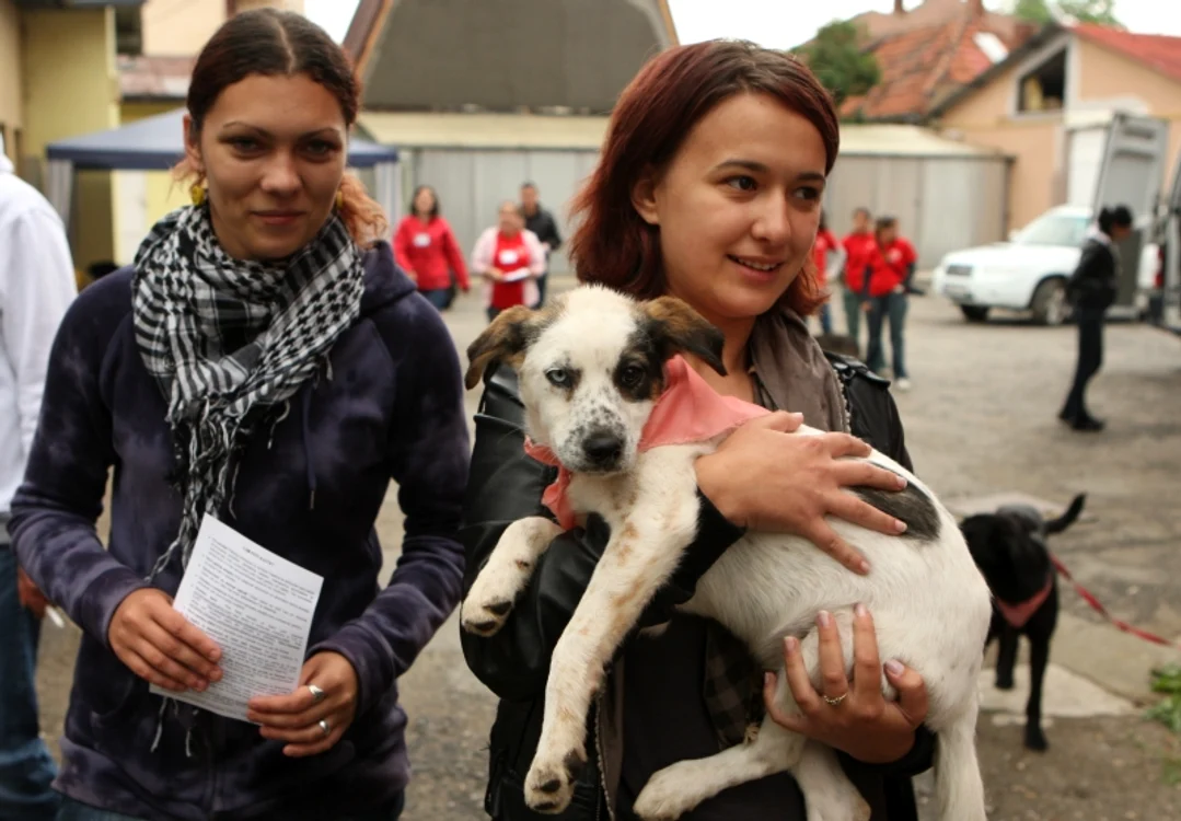 Braşovenii s-au arătat interesaţi să adopte în special câini