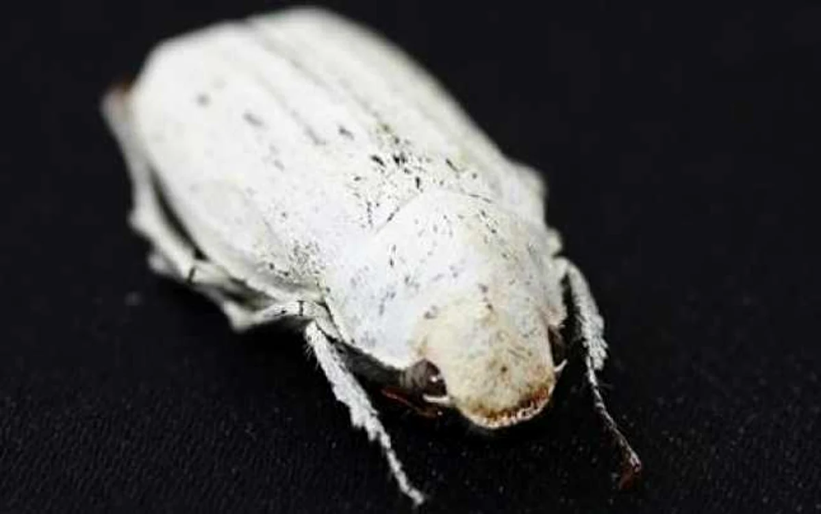 Cărăbuşul Cyphochilus are nişte proprietăţi optice foarte interesante FOTO IFLscience.com