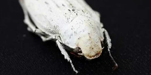 cyphochilus