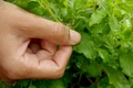 busuioc, foto shutterstock jpg