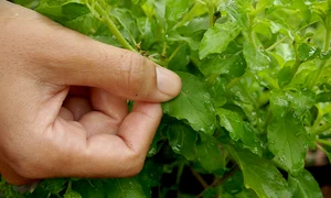 busuioc, foto shutterstock jpg