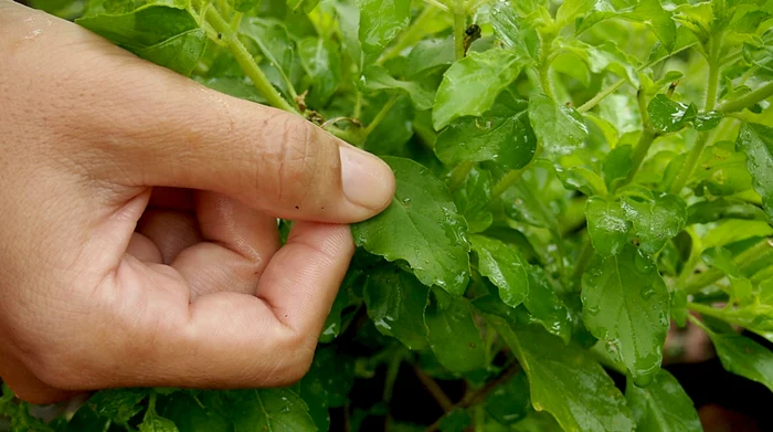 Forma corectă a expresiei populare „a drege busuiocul” / Foto: Shutterstock
