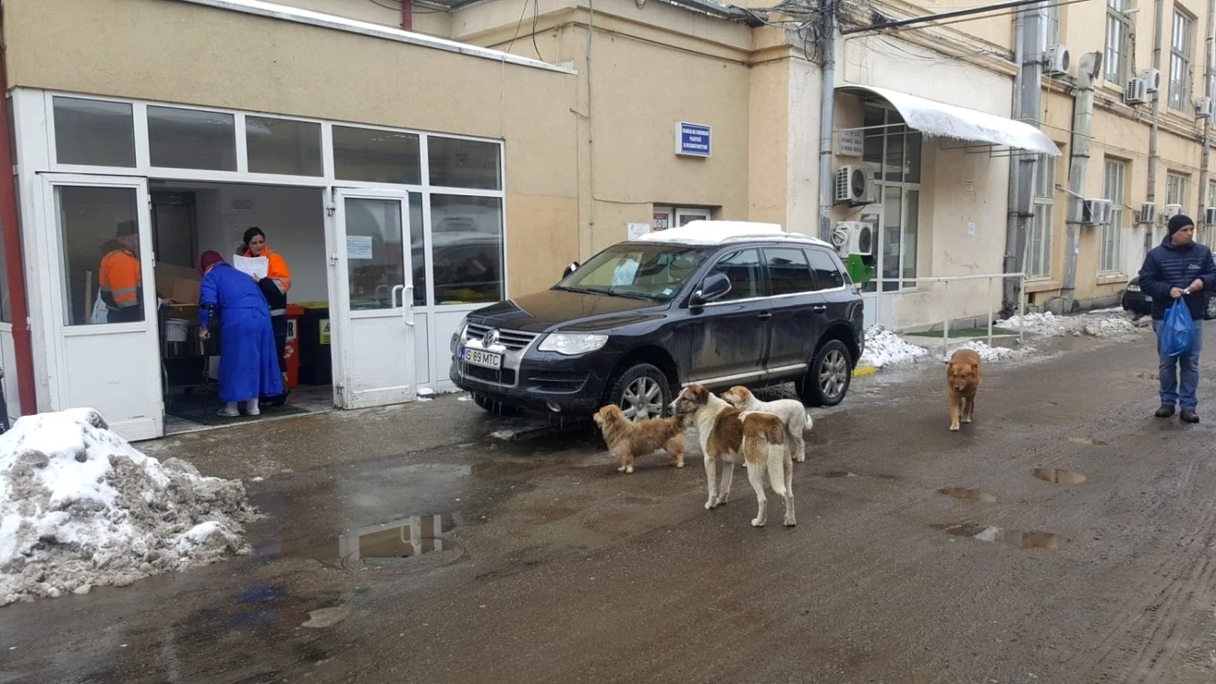 maidanezi iasi spital 
