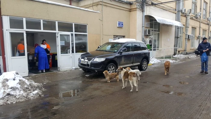 maidanezi iasi spital