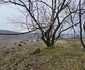 noua sosea din Teliuc foto Daniel Guță ADEVĂRUL (3) jpg