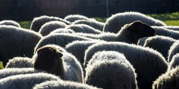 Crescătorii de oi din Confederaţia Paysanne o cooperativă de fermieri francezi protestează împreună cu animalele lor cerând o mai bună protecţie împotriva atacurilor lupilor la Grădina Les Tuileries lângă Muzeul Luvru din Paris Franţa FOTO EPA / Chri