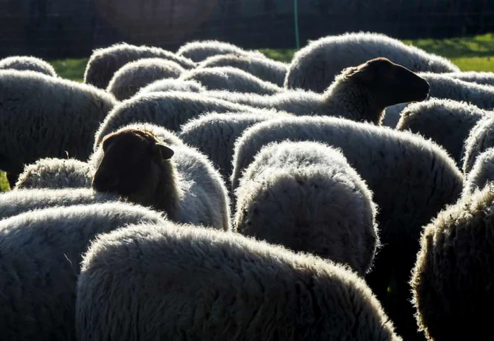 34 de oi au fost sfâşiate într-un sigur atac în comuna Viştea, judeţul Cluj. FOTO: EPA