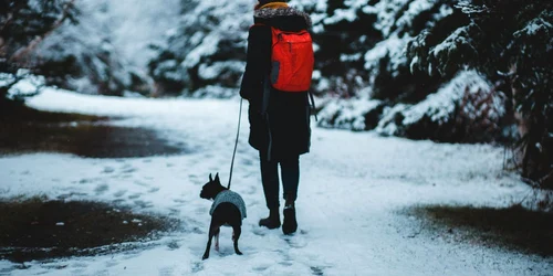 Cum sa fii mai prietenos cu mediul iarna aceasta jpg