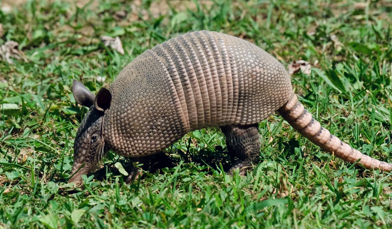 Tatuul cu nouă benzi, animalul care ar putea răspândi lepra / foto: Pexels
