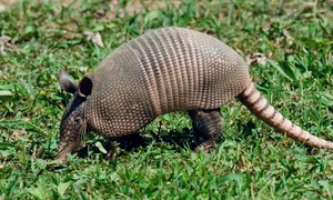 tatu cu noua benzi pexels jpg