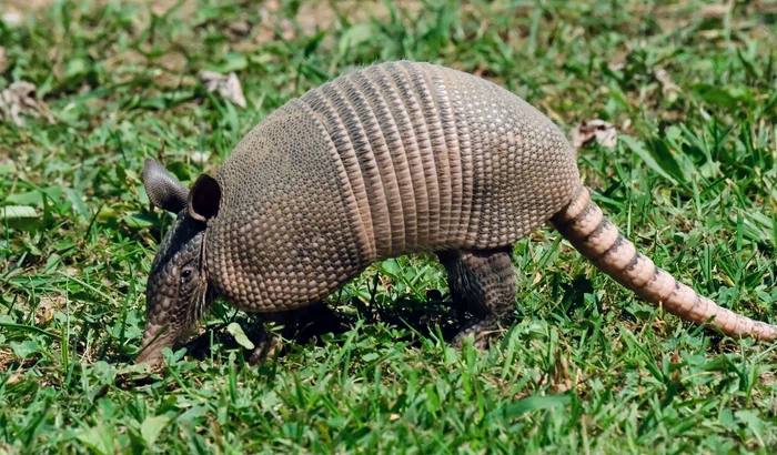 Tatuul cu nouă benzi, animalul care ar putea răspândi lepra / foto: Pexels