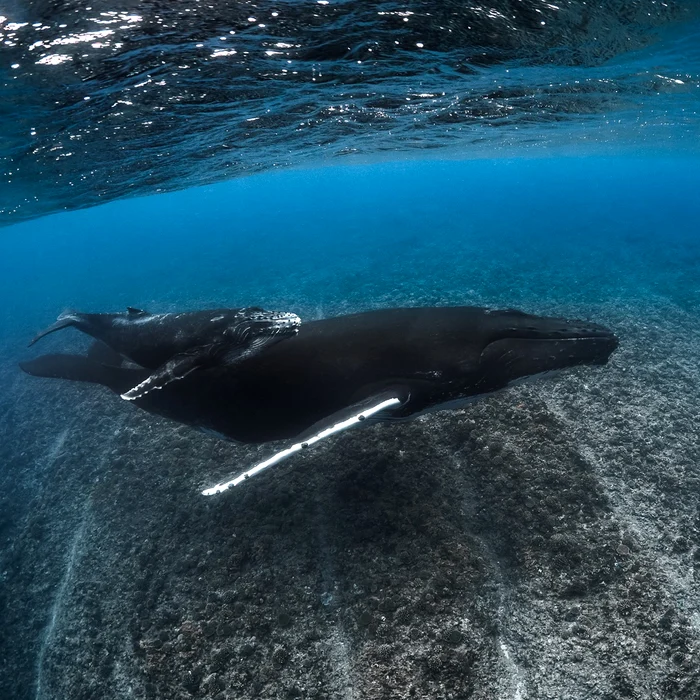 FOTO: Facebook/Tahiti Tourisme