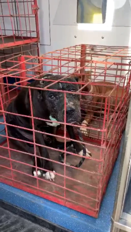 Băiatul victimei avea doi câini Amstaff de luptă. Unul va fi dat în adopție iar cel care a ucis femeia va fi eutanasiat