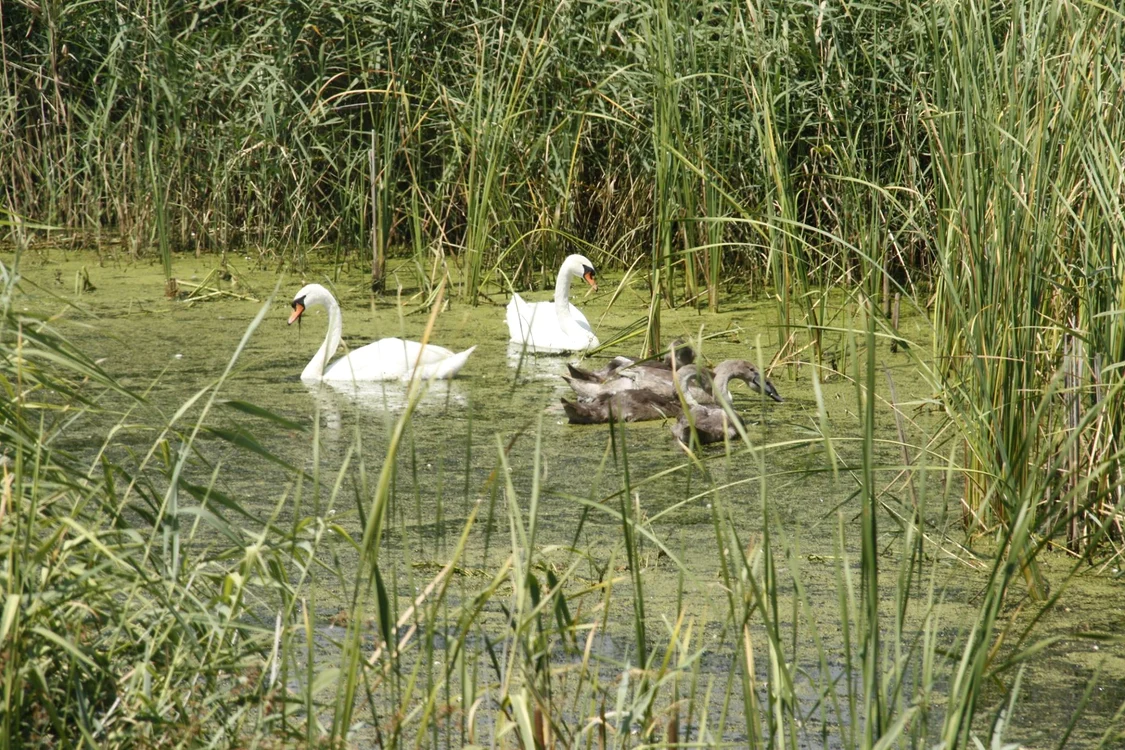 Pe un lac din Olt au fost găsite cadavrele a patru lebede FOTO: arhiva/APM Olt