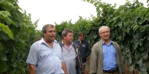 Satu Mare: Viticultorii din Turulung Vii s-au plâns prefectului de lipsa energiei electrice în zonă