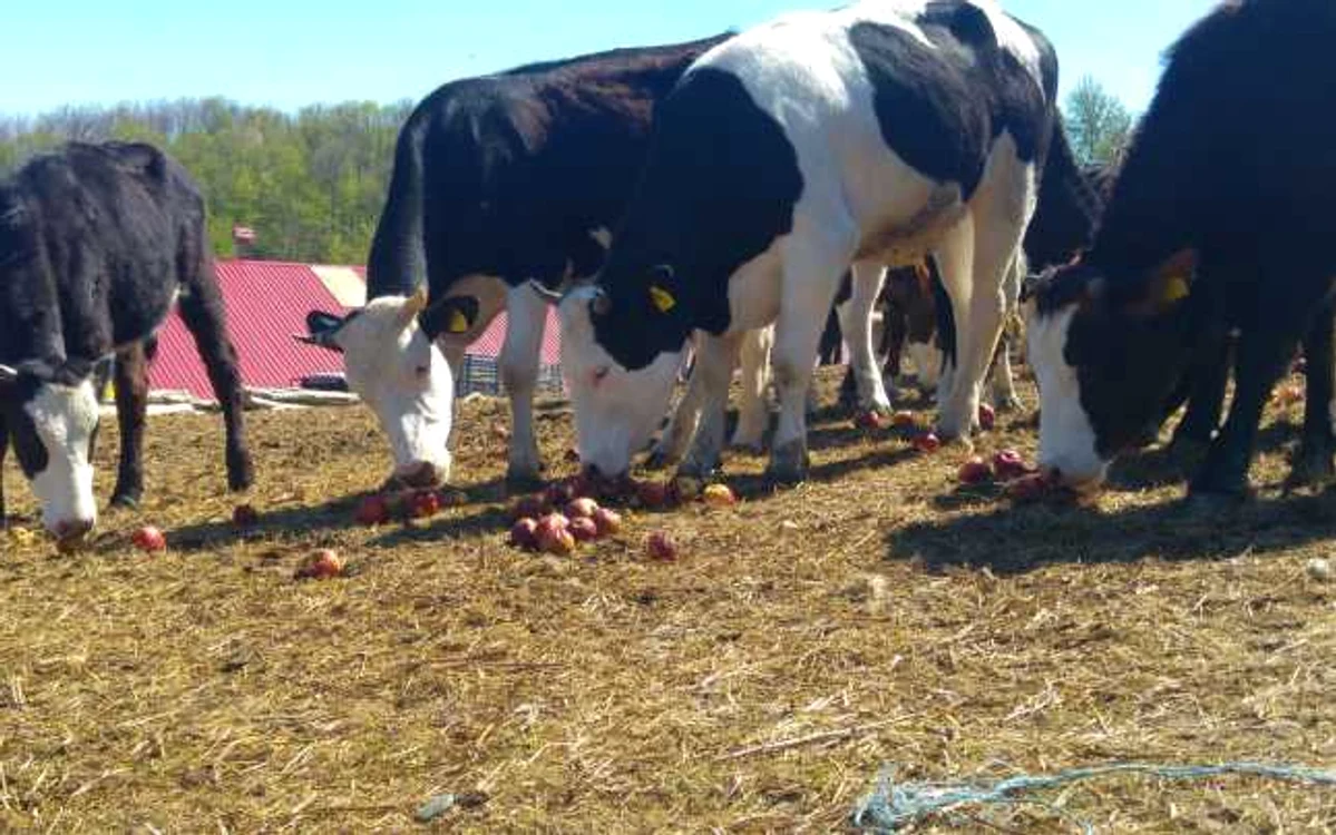 Pentru a nu le arunca la gunoi, pomicultorii preferă să dea merele animalelor. Vacile şi oile aproape că se bat pe delicatesele de pe Valea Dâmboviţei FOTO George Enache