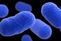 listeria bacteria jpeg