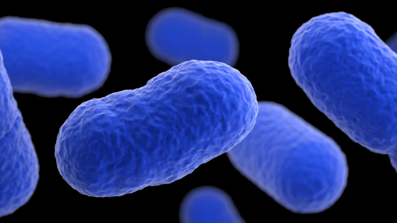 listeria bacteria jpeg