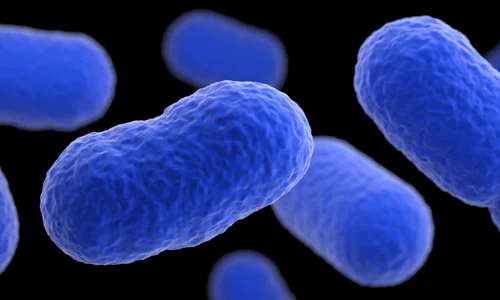 listeria bacteria jpeg