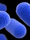 listeria bacteria jpeg