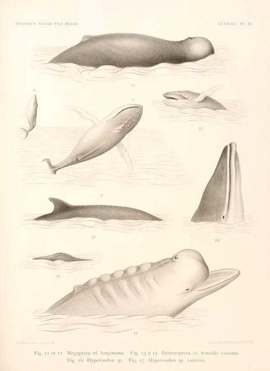 Ilustrații din volumul lui Emil Racoviță despre cetacee