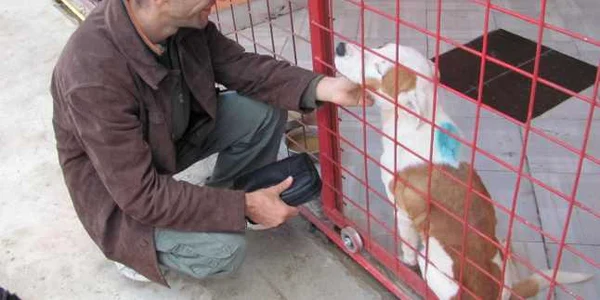 Câinii de la adăpostul societăţii Danyflor Foto