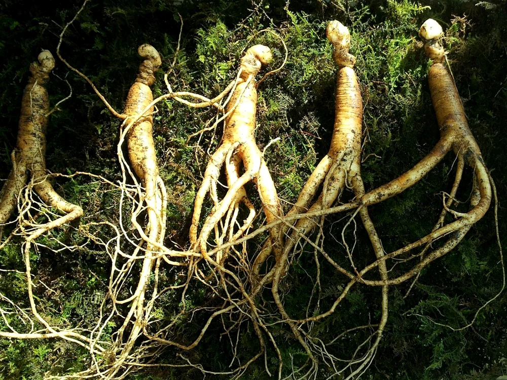 1 ginseng 641890 1920 jpg jpeg