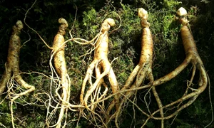 1 ginseng 641890 1920 jpg jpeg