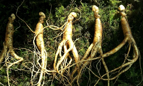 1 ginseng 641890 1920 jpg jpeg